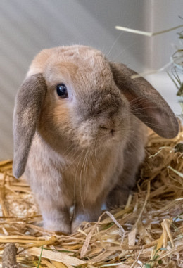 Tierpatenschaft für Charlie