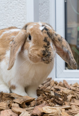 Tierpatenschaft für Quiero