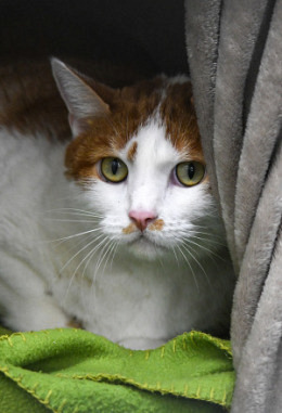 Tierpatenschaft für Kai