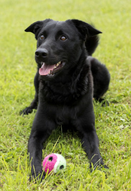Tierpatenschaft für Fitje