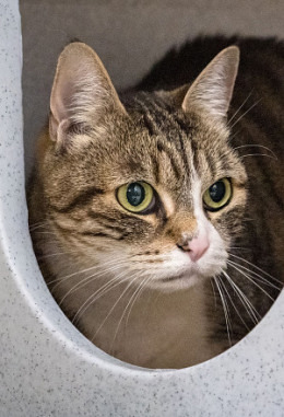 Tierpatenschaft für Stella