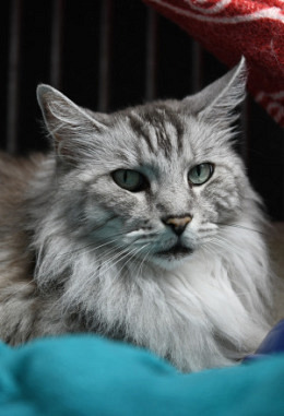 Tierpatenschaft für Chicco