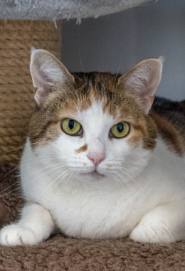 Tierpatenschaft für Karina