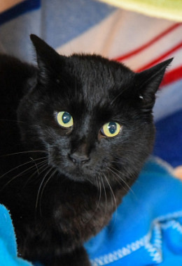 Tierpatenschaft für Phoebe