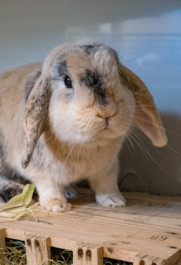 Tierpatenschaft für Mazda