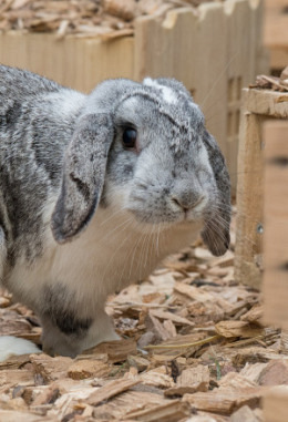 Tierpatenschaft für Pandora