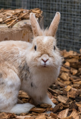 Tierpatenschaft für Topsy