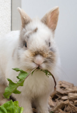Tierpatenschaft für Jens