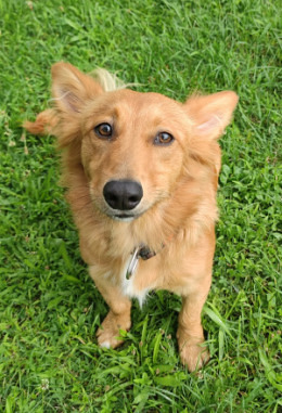 Tierpatenschaft für Nio