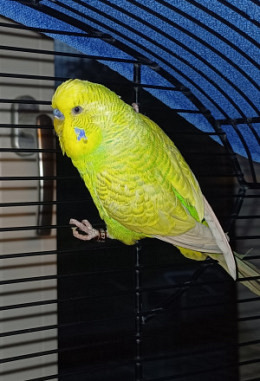 Tierpatenschaft für Mentos