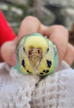 Tierpatenschaft für Gusta