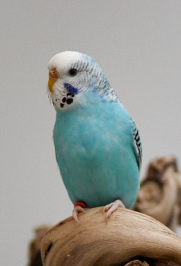 Tierpatenschaft für Blinkie