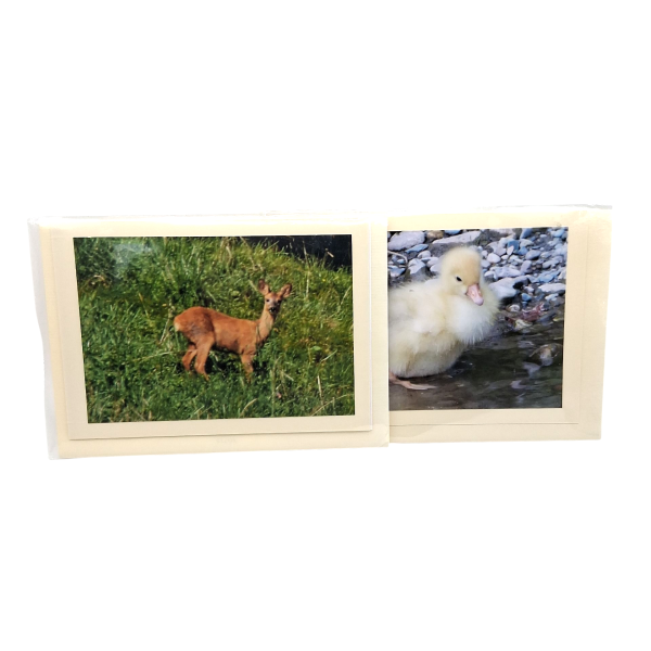 TIERE