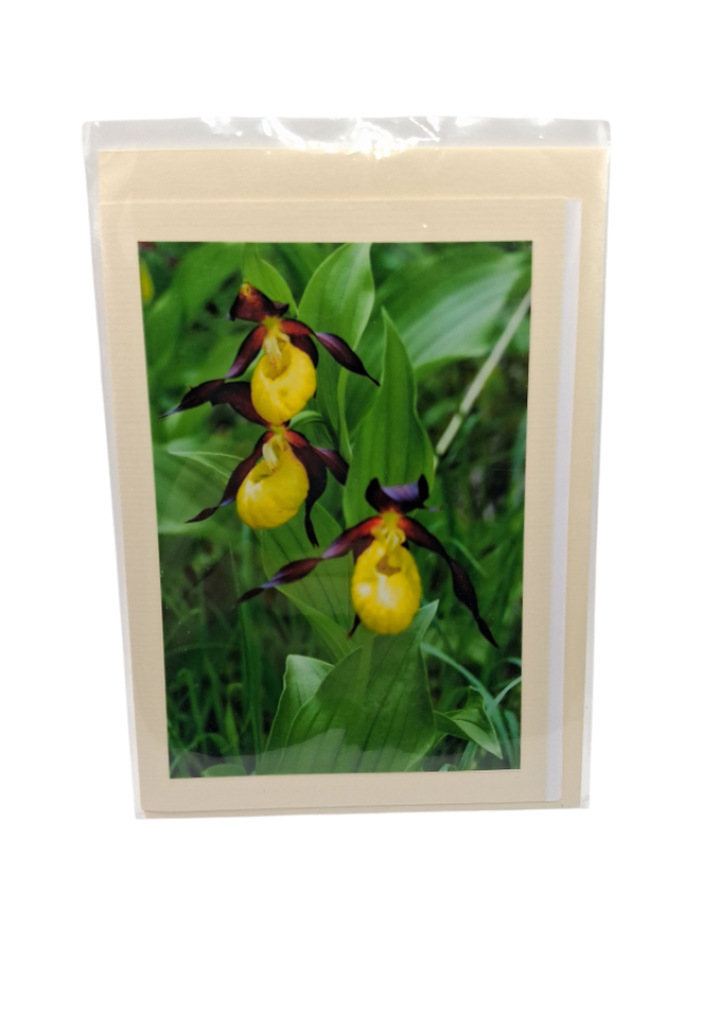 Orchidee Gelbe Blüte