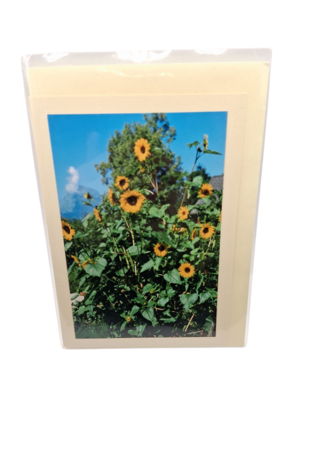 Blume Sonnenblume