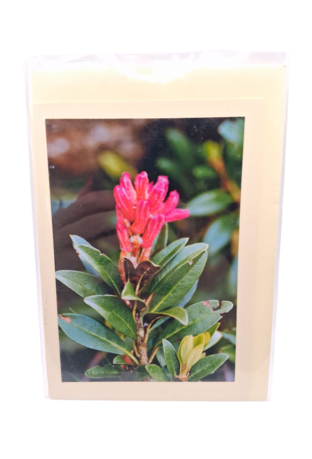 Blume Rhododendron Vulcan