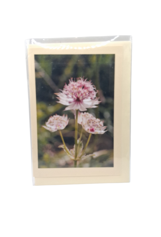 Blume Grosse Sterndolde