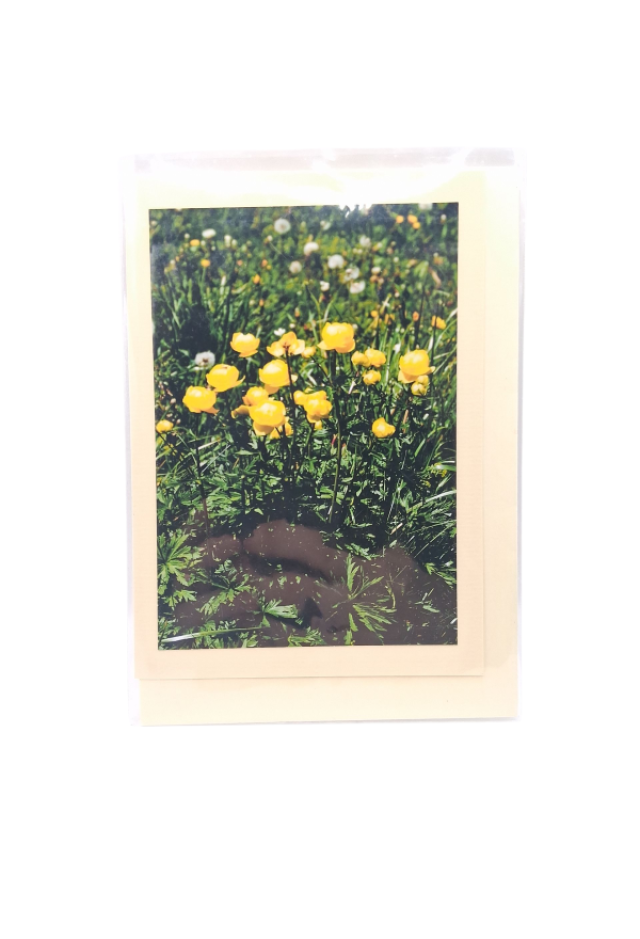 Blume Trollblume