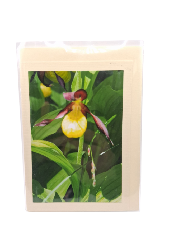 Blume Orchidee Gelbe Blüte