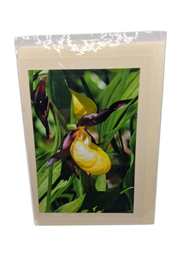 Blume Orchidee Gelbe Blüte