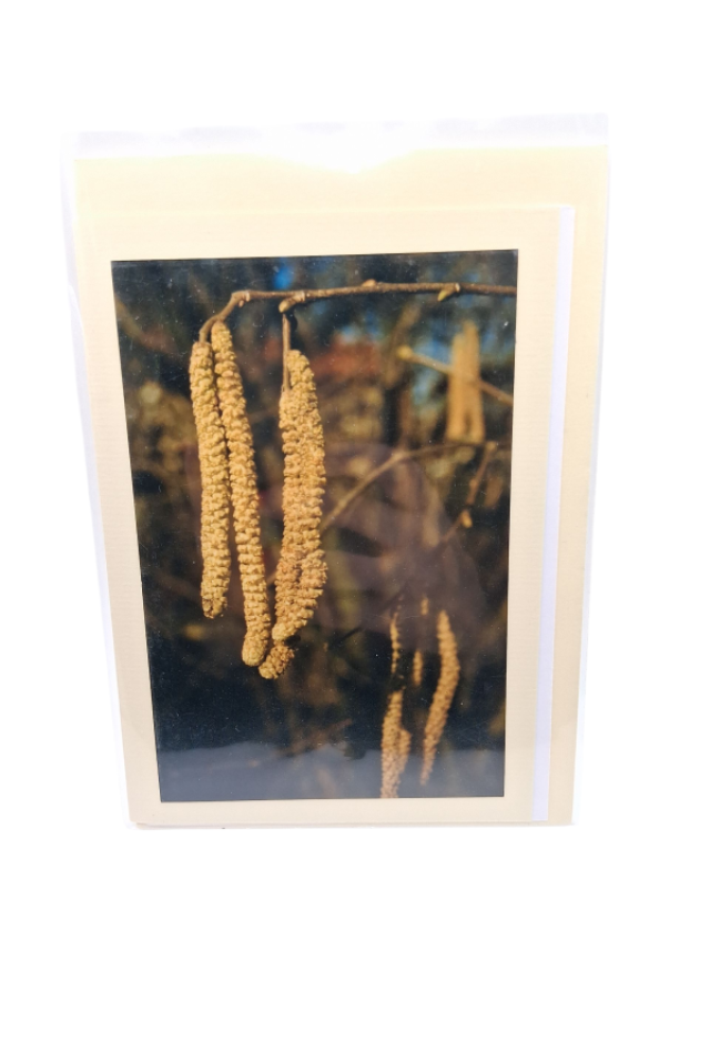 Blume Corylus Avellana