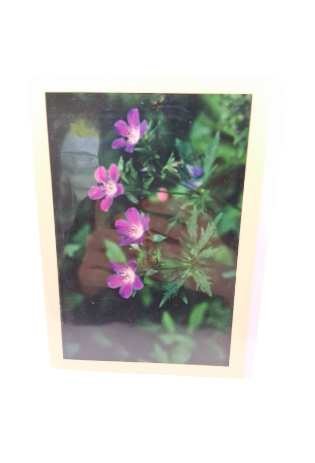Blume Waldstorchschnabel 